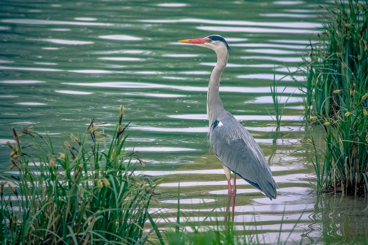 Héron Nogent sur Marne